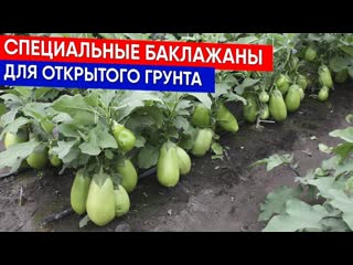 Специальные баклажаны для открытого грунта