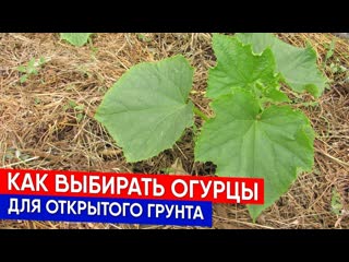 Как выбирать огурцы для открытого грунта