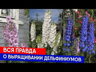 Вся правда о выращивании дельфиниумов