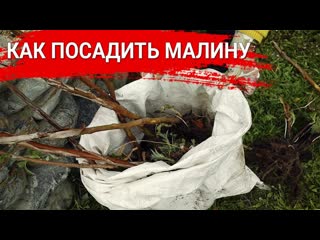 Как посадить малину