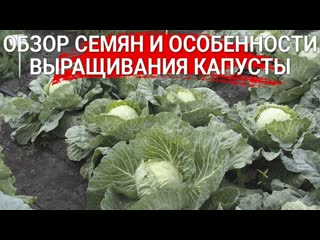 Обзор семян и особенности выращивания капусты