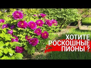 Хотите роскошные пионы - все тонкости посадки