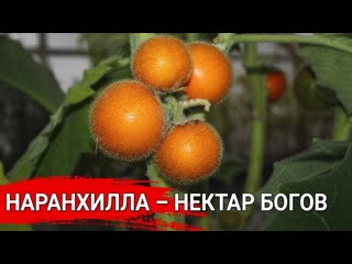Наранхилла – нектар Богов