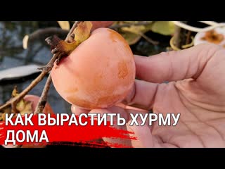 Как вырастить хурму дома