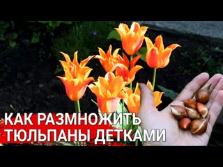 Как размножить тюльпаны детками