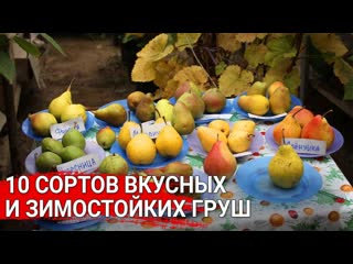 10 сортов вкусных и зимостойких груш