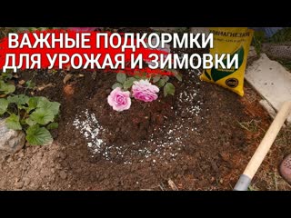 Важные подкормки для урожая и зимовки