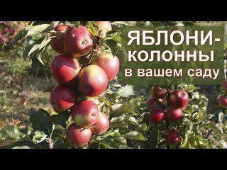 Яблони-колонны в вашем саду / колонновидные яблони