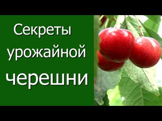 Секреты урожайной черешни