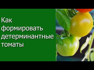 Как формировать детерминантные томаты