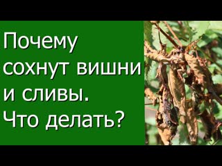 Почему сохнут вишни и сливы, что делать?