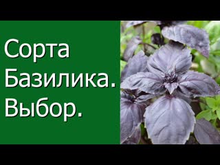 Как выращивать базилик