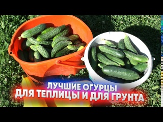 Лучшие огурцы для теплицы и для грунта