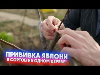 Прививка яблони - 5 сортов на одном дереве!