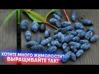 Хотите много жимолости Выращивайте так!