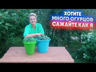 Хотите много огурцов сажайте как я