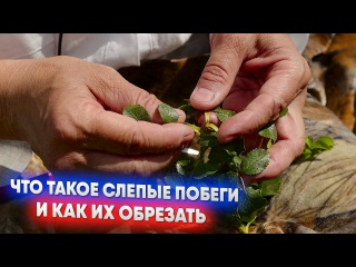 Что такое слепые побеги и как их обрезать