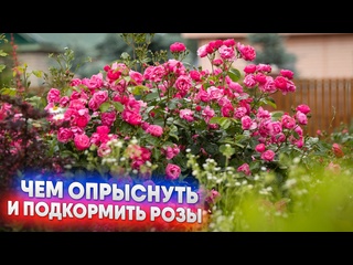 Чем опрыснуть и подкормить розы