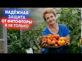 Надёжная защита от фитофторы и не только