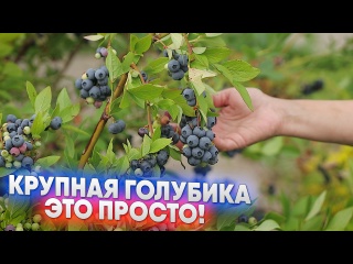 Крупная голубика - это просто!