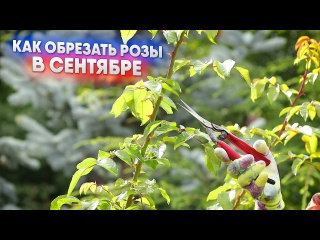 Как обрезать розы в сентябре