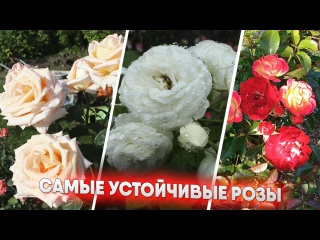 Самые устойчивые розы