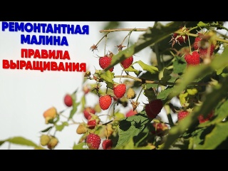 Ремонтантная малина - правила выращивания