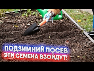 Подзимний посев - эти семена взойдут!