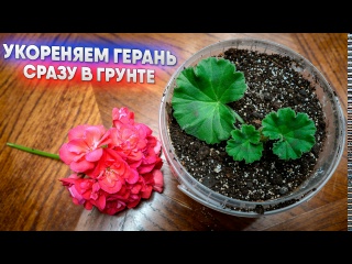 Укореняем герань сразу в грунте
