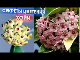 Секреты цветения хойи