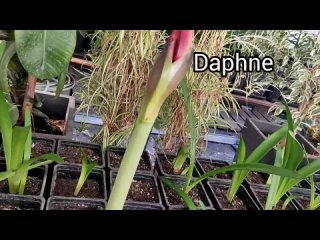 Сеянцы. Расхождение признаков.