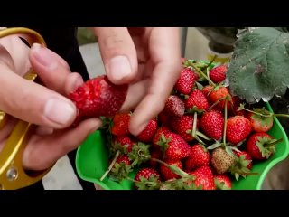 Нет необходимости в саду, выращивание клубники дома очень просто и дает много фруктов.