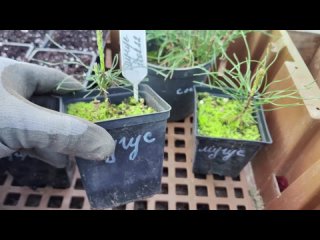 Сосна горная мугус выращивание из семян