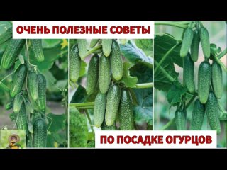 Необходимые подкормки для огурцов! Полезно знать!