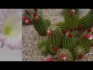 Как заставить зацвести Кактус?