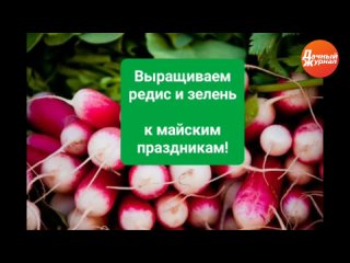 Выращиваем РЕДИС и зелень к майским!