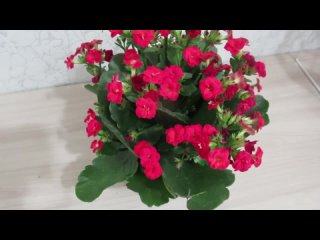 Каланхоэ цветущее обрезка. Как и когда обрезать каланхоэ после цветения