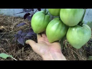 Крупноплодные томаты с хорошим вкусом.