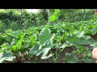 Как я формирую огурец КУРАЖ Вы все поймете с первого раза