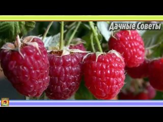 Самые главные СЕКРЕТЫ выращивания вкусной и крупной МАЛИНЫ в саду и огороде