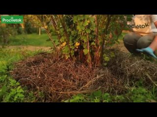 КРЫЖОВНИК БУДЕТ КРУПНЫМ И СЛАДКИМ ПОСЛЕ ТАКОЙ ОБРЕЗКИ ОСЕНЬЮ! Уход за крыжовником в сентябре