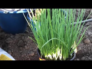 Лук Эксибишен от посева до сбора урожая . Рассада лука без пикировки