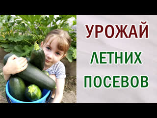 Урожай от летних посевов. Что можно вырастить в июле - августе.