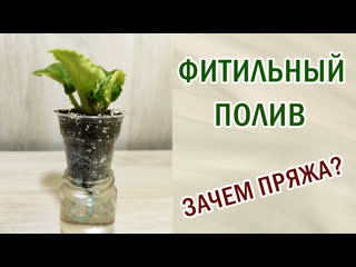 Фитильный полив от "а" до "я". Выращивание фиалок. Из чего фитиль. Как работает.