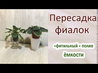 Пересадка фиалки на "фитиле". Размер ёмкостей.
