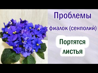 Фиалки (сенполии). Портятся листья. Причины. Что делать.