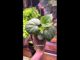 Выращивание огурцов в домашних условиях