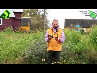 КАКИЕ СОРТА МОРКОВИ и СВЁКЛЫ СЕЯТЬ ПОД ЗИМУ. Правила посева семян под зиму.