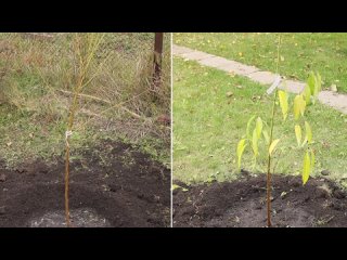 Всё о ПЕРСИКЕ_ от ВЫБОРА саженцев до ПРАВИЛЬНОЙ ПОСАДКИ