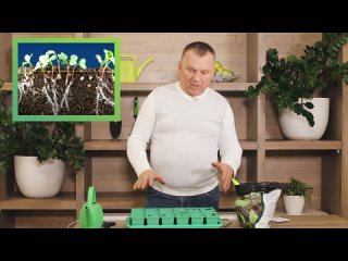 Выращивание редиса в домашних условиях